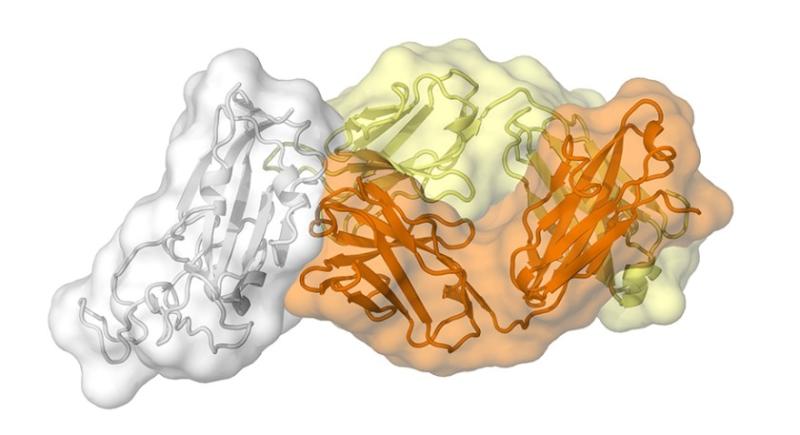 Scripps Research finds 'possible Achilles heel' in the coronavirus - The San Diego Union-Tribune