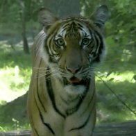 Tiger at NYC’s Bronx Zoo tests positive for coronavirus | fox8.com