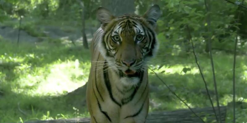 Tiger at NYC’s Bronx Zoo tests positive for coronavirus | fox8.com