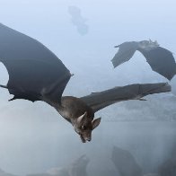 Where Did Bats Come From? |Science    | Smithsonian Magazine